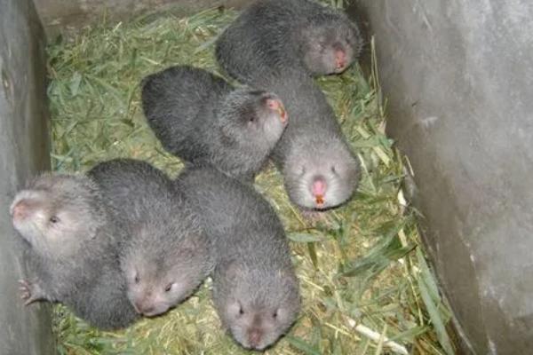 竹鼠胃肠炎，是因为饲料不洁和发霉变质而引起的
