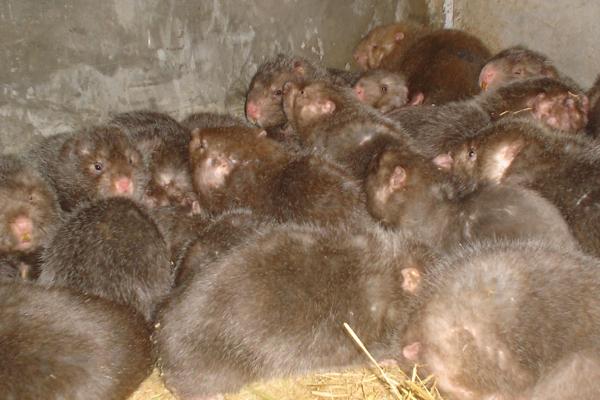 竹鼠胃肠炎，是因为饲料不洁和发霉变质而引起的