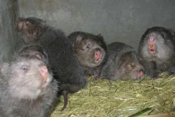 竹鼠胃肠炎，是因为饲料不洁和发霉变质而引起的