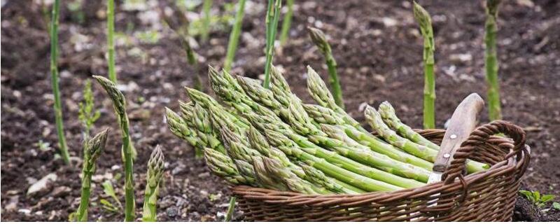 怎么防治芦笋褐斑病，播种前要对种子消毒