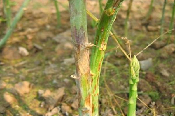 怎么防治芦笋褐斑病,播种前要对种子消毒