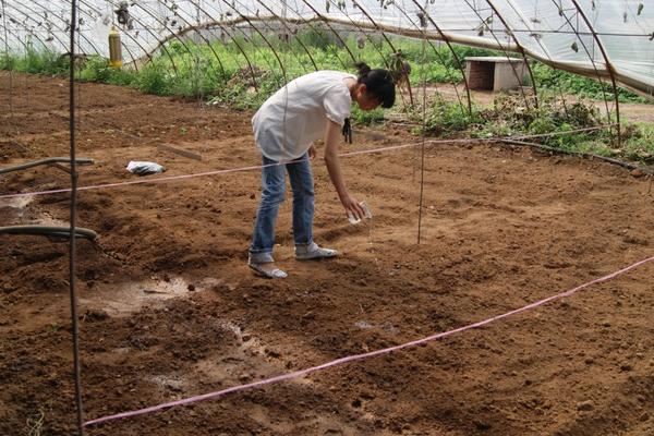 怎么防治芦笋褐斑病,播种前要对种子消毒