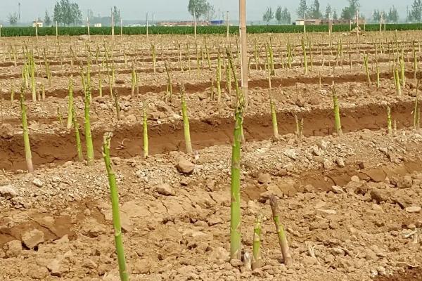 怎么防治芦笋褐斑病,播种前要对种子消毒