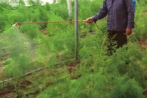 怎么防治芦笋褐斑病,播种前要对种子消毒