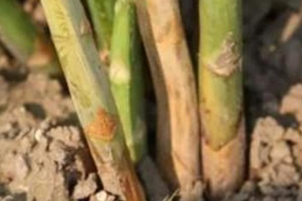 怎么防治芦笋褐斑病,播种前要对种子消毒