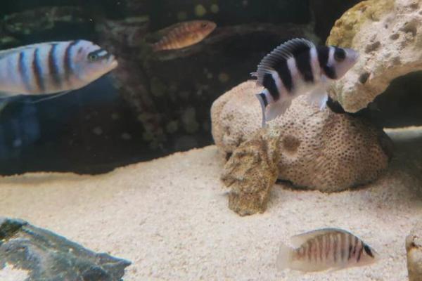 五间半好不好养,如何正确饲养