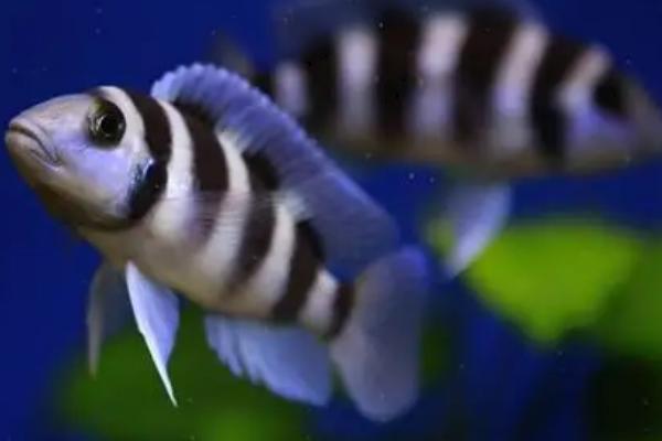 五间半好不好养,如何正确饲养