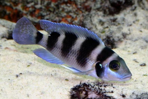 五间半好不好养,如何正确饲养