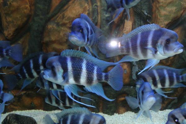 五间半好不好养,如何正确饲养