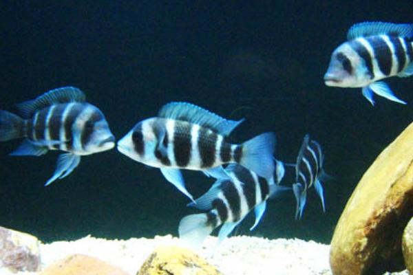 五间半好不好养,如何正确饲养