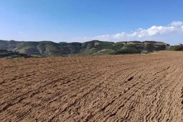 怎么养发财树,底部尽量不要积水