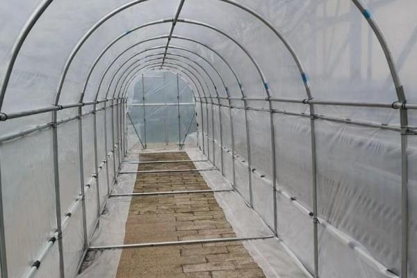 怎么养发财树,底部尽量不要积水