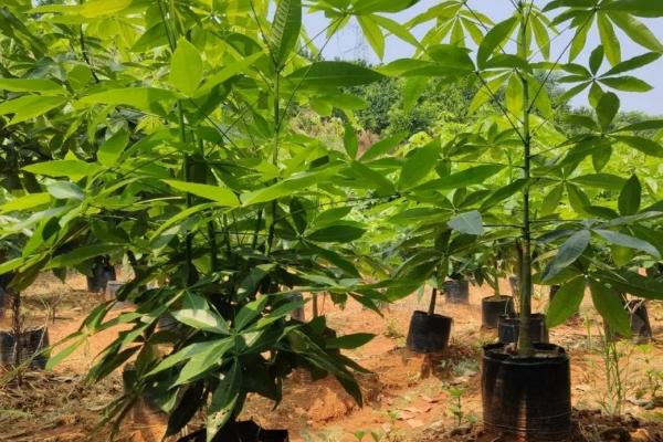 怎么养发财树,底部尽量不要积水