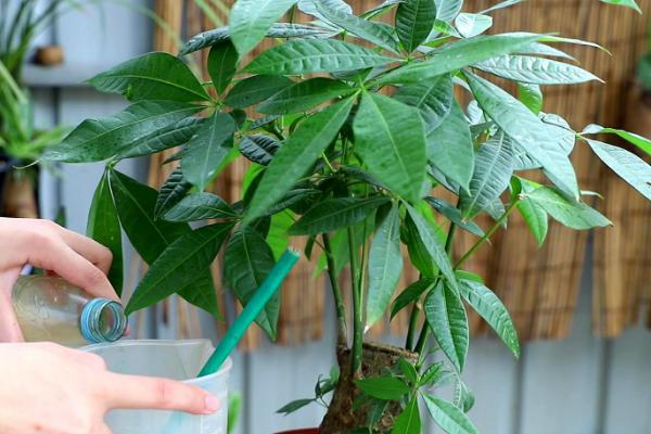 怎么养发财树,底部尽量不要积水