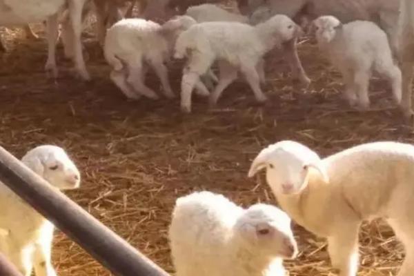 常见羊病的防治方法,救治不及时容易致死