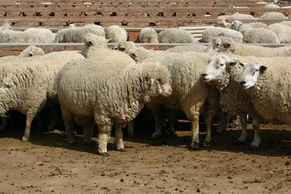 常见羊病的防治方法,救治不及时容易致死