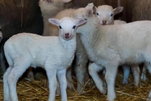常见羊病的防治方法,救治不及时容易致死
