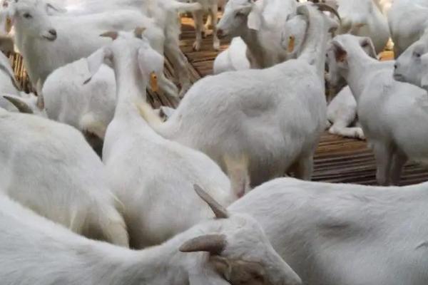 常见羊病的防治方法,救治不及时容易致死