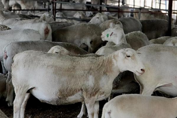 常见羊病的防治方法,救治不及时容易致死