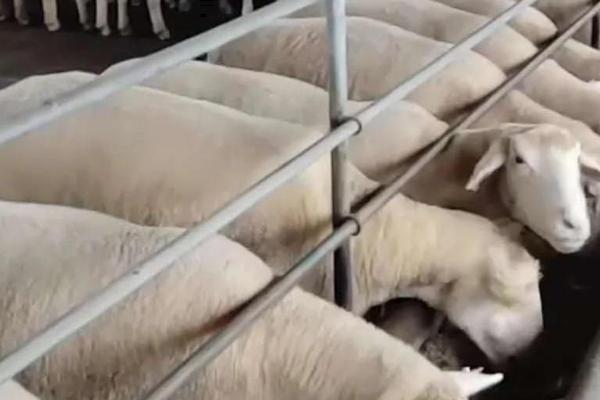 常见羊病的防治方法,救治不及时容易致死