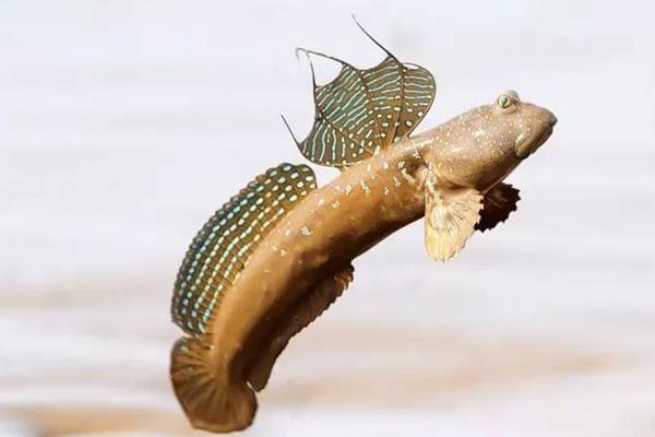 跳跳鱼的产地,因《舌尖上的中国2》而出名