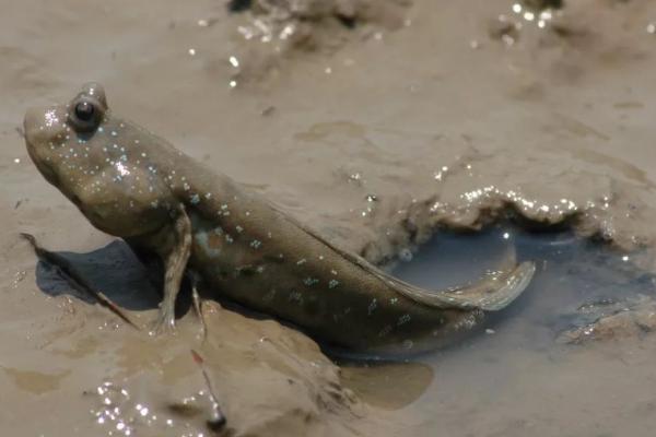 跳跳鱼的产地,因《舌尖上的中国2》而出名