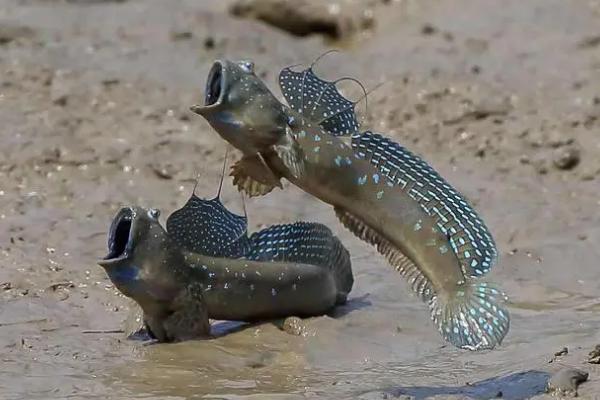 跳跳鱼的产地,因《舌尖上的中国2》而出名