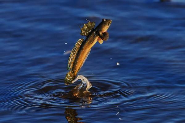 跳跳鱼的产地,因《舌尖上的中国2》而出名