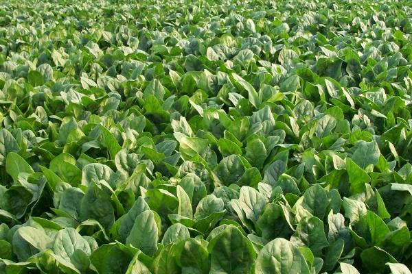 菠菜潜叶蝇防治方法,及时预防和早防治为好