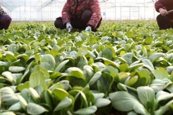 菠菜潜叶蝇防治方法,及时预防和早防治为好