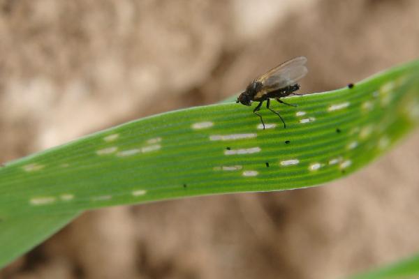 菠菜潜叶蝇防治方法,及时预防和早防治为好