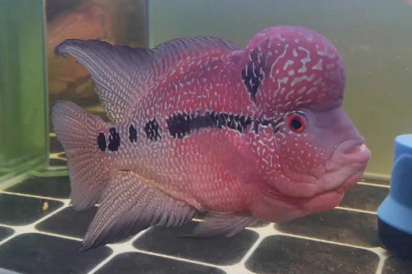 罗汉鱼能否和锦鲤一起养,混养会影响锦鲤的发育