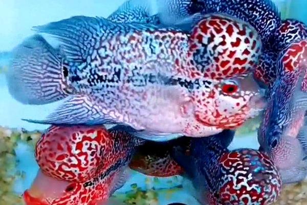 罗汉鱼能否和锦鲤一起养,混养会影响锦鲤的发育