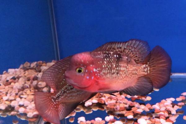 罗汉鱼能否和锦鲤一起养,混养会影响锦鲤的发育