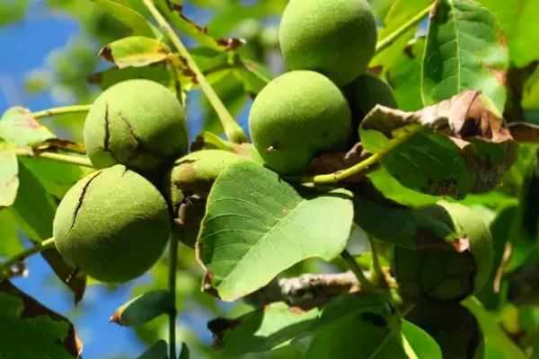 如何防治核桃炭疽病，是核桃的主要病害之一