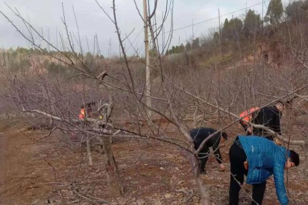 如何防治核桃炭疽病，是核桃的主要病害之一