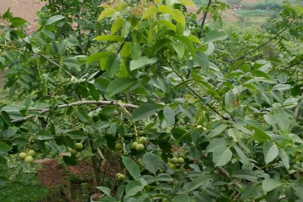 如何防治核桃炭疽病，是核桃的主要病害之一