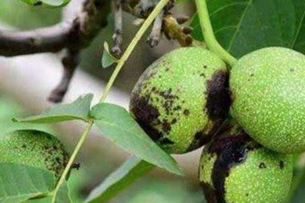 如何防治核桃炭疽病，是核桃的主要病害之一