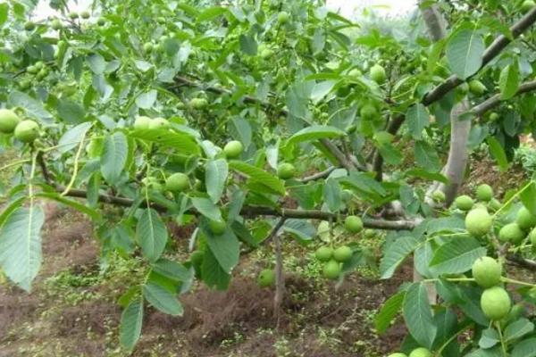 如何防治核桃炭疽病，是核桃的主要病害之一